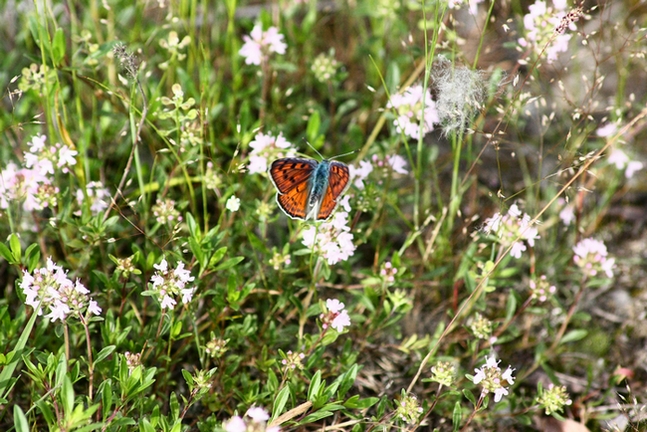 Quiz Licenide da identificare